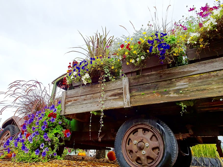 truck, flowers, display, decoration, plant, nature, flowering plant, transportation, flower, mode of transportation