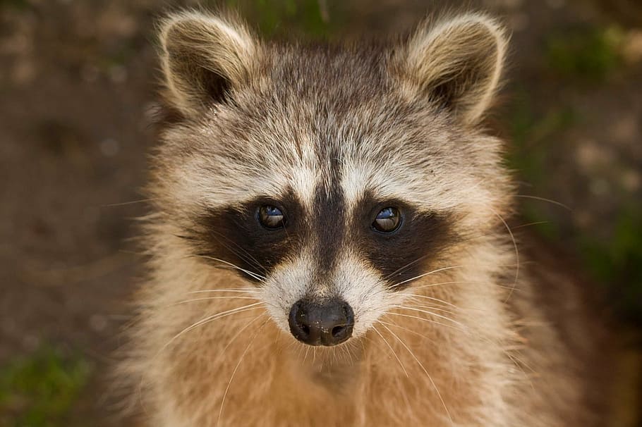 brown, black, fox, closeup, photography, raccoon, portrait, wildlife, small, cute