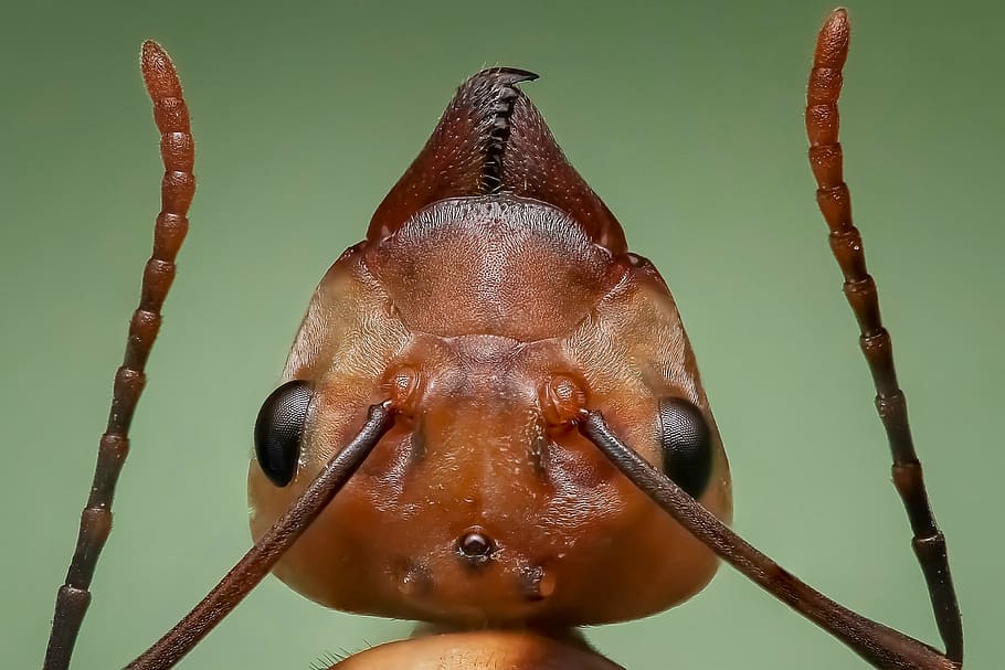 fotografía de primer plano, hormiga de fuego, hormiga reina, hormiga, cabeza de hormiga, insecto, un animal, temas de animales, fauna animal, primer plano
