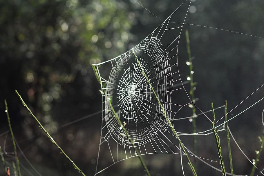 laba-laba, jaring, luar ruang, inset, bokeh, rumput, jaring laba-laba, kerapuhan, fokus pada latar depan, kerentanan
