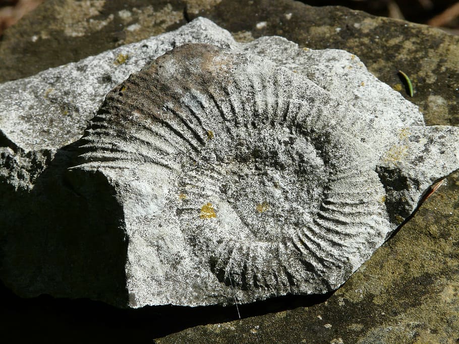 ammonit, petrification, snail, shell, limestone, fossil, stone, close-up, animal, solid