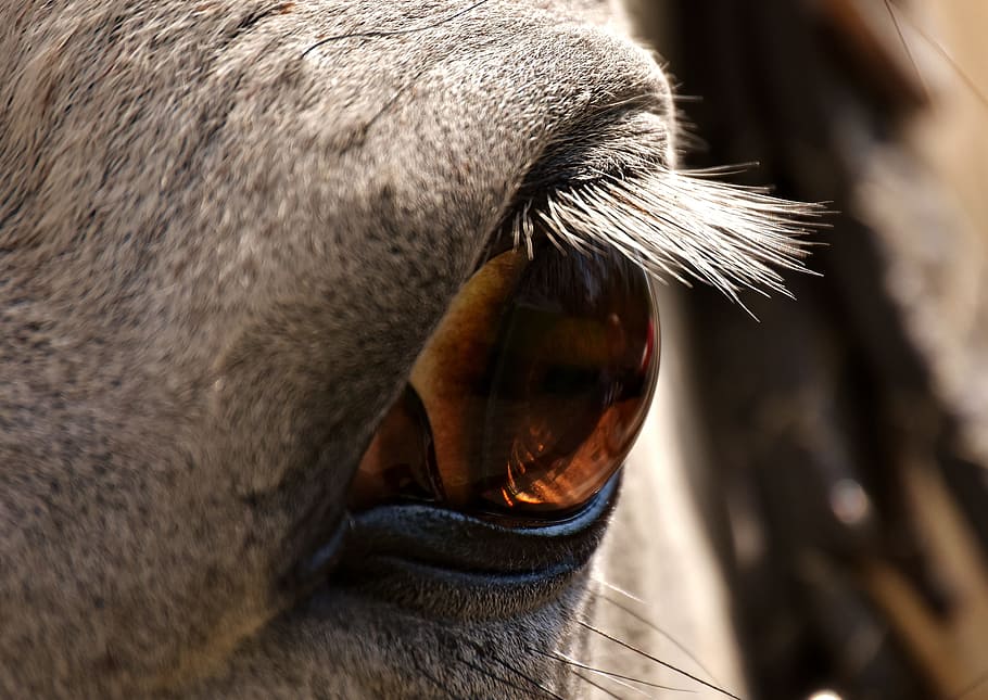 macro shot, horse eye, horse, mold, eye, close, animal themes, animal, one animal, mammal
