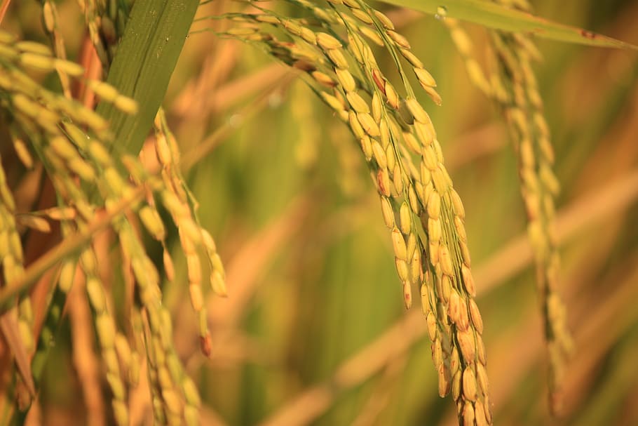 planta de arroz, arroz velho, amarelo, colheita, vista, agricultores indonésios, planta, sol, planta de cereais, agricultura