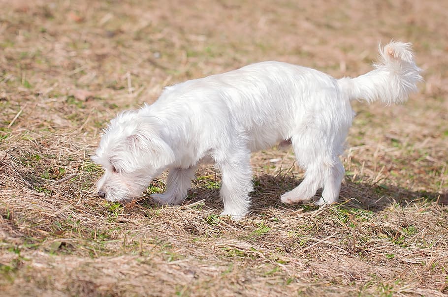 dog, white, young dog, maltese, small, small dog, pet, sweet, animal, sniffing