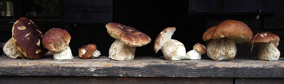cep, herrenpilz, mushroom, noble rot, brown, food, vegetable, nature, fungus, edible Mushroom