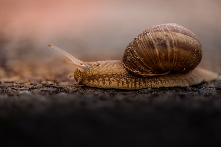 brown, snail, selective, focus photography, outdoor, blur, animal, insect, slimy, nature