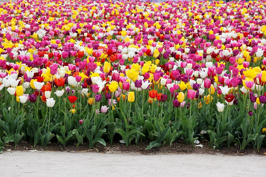 Tulips, Tulip, Field, tulip field, tulpenbluete, spring, tulip fields, blossomed, spring flower, holland
