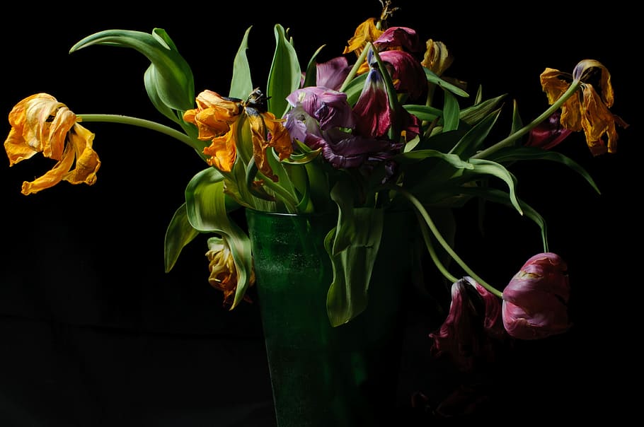 parrot tulips, tulips, flowers, faded, strauss, vase, dark, cut flowers, flower, flowering plant