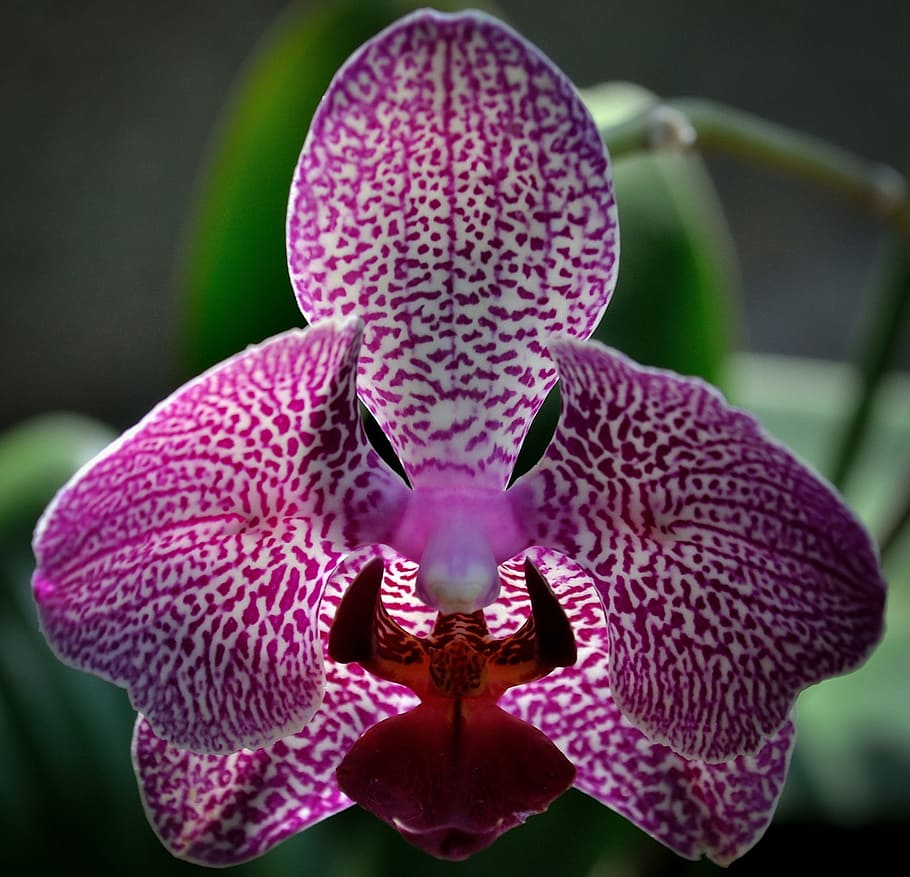 orchid, flower, purple, speckled, close-up, isolated, beautiful, petal, plant, flora
