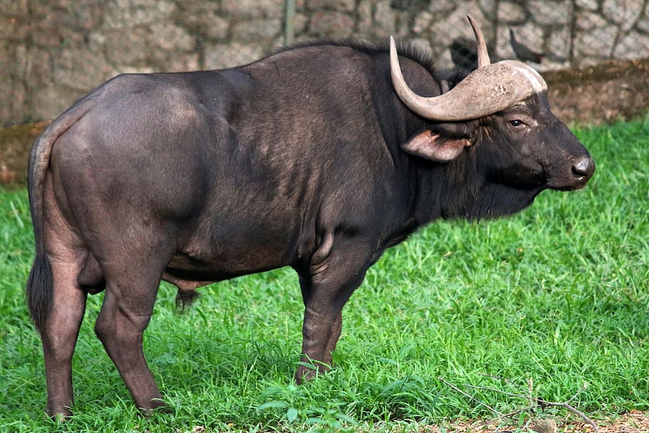 Búfalo selvagem, Gaur, búfalo, selvagem, animais selvagens, animal, touro, grande, floresta, jardim zoológico
