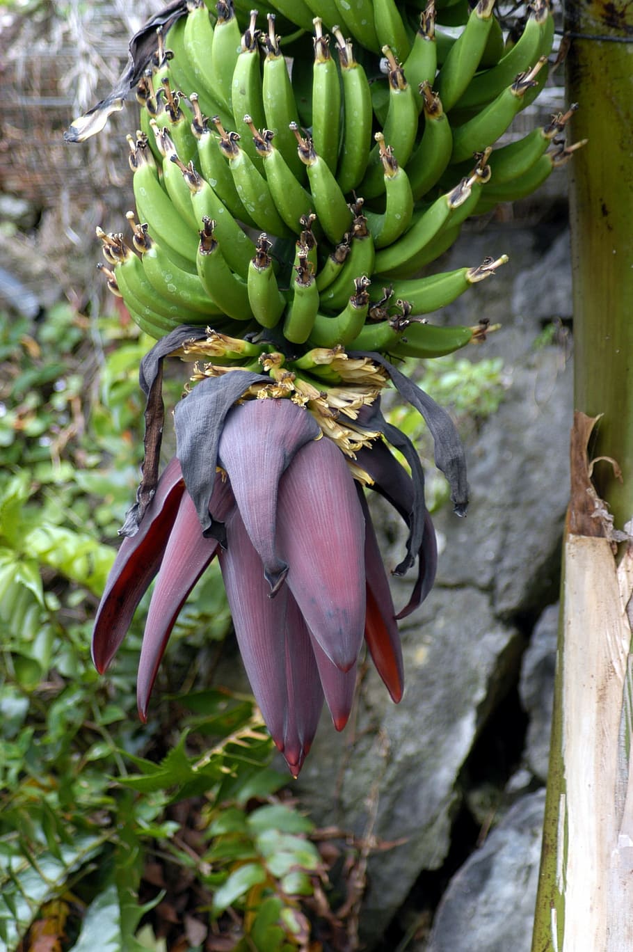 pisang, alam, buah, buah-buahan, makanan, tanaman pisang, semak pisang, bunga, tanaman, pohon