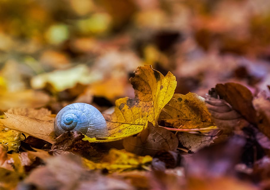 shallow, focus photo, brown, snail, maple leaf, nature, animals, wallpaper, background, autumn