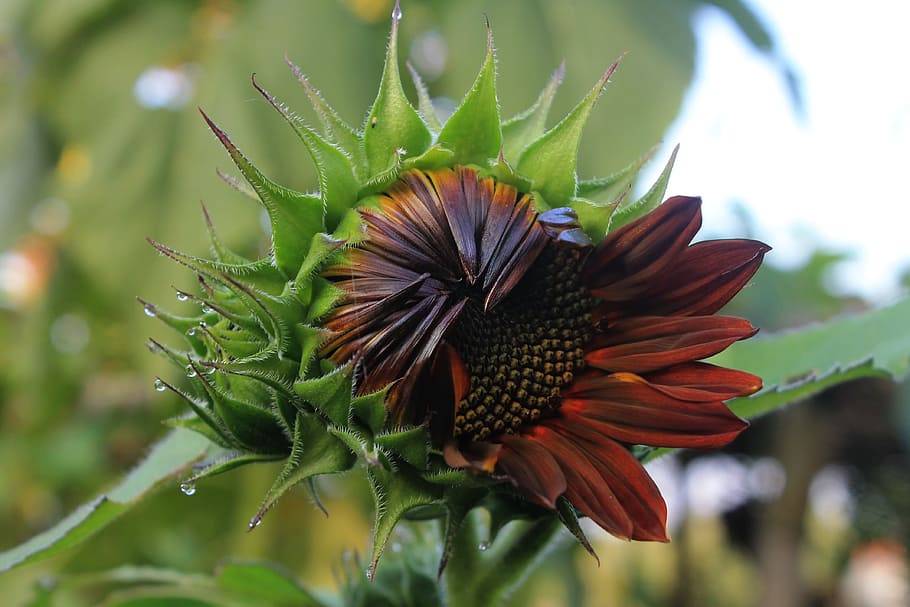 ratu beludru bunga matahari, Bunga Matahari, Beludru, Ratu, Tanaman, hampir mekar, alam, bunga, close-up, makro
