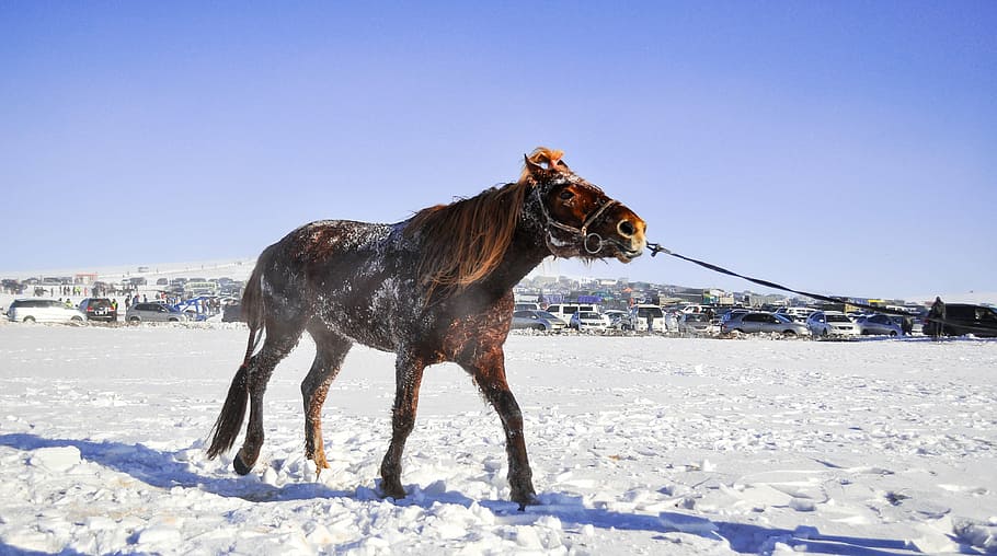 horse, race horse, mongolian, speed, horse racing, horse race, animal, sport, competition, fast