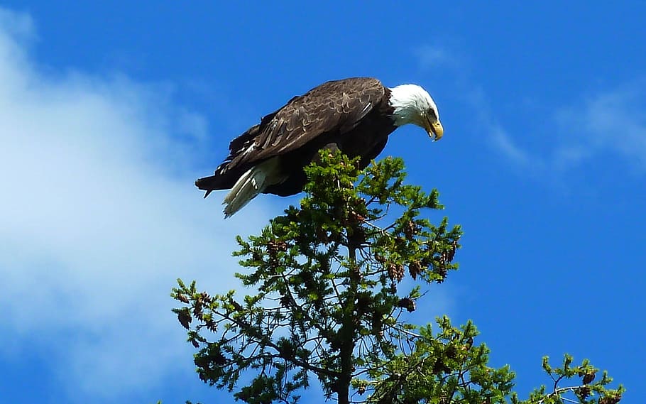 Птица Орел на Корфу. Фото орла в живой природе. Свободный Орел. Орел летящий к солнцу.