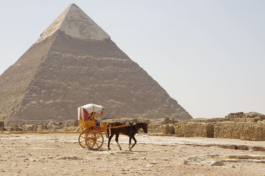 camel, desert, pyramid, pharaonic, sand, travel, domestic animals, animal themes, animal, mammal