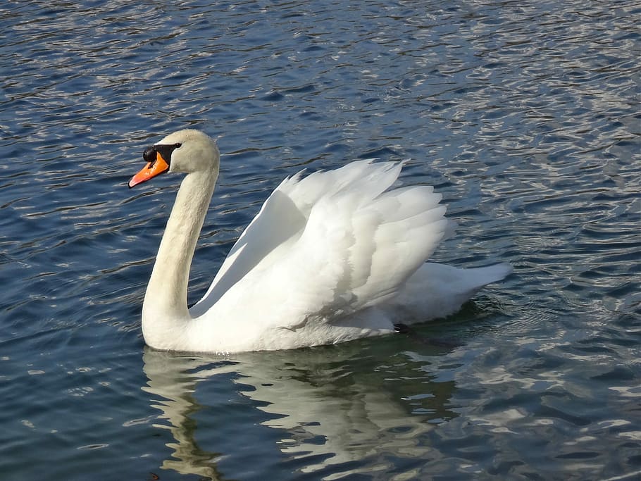 Mute Swan, swan, lake, white bird, one animal, animals in the wild, animal themes, water, white color, animal wildlife