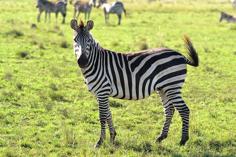 zebra on farm, animals, wild animal, zebra, zebras, striped, grass, animals  in the wild, animal wildlife, green color | Pxfuel