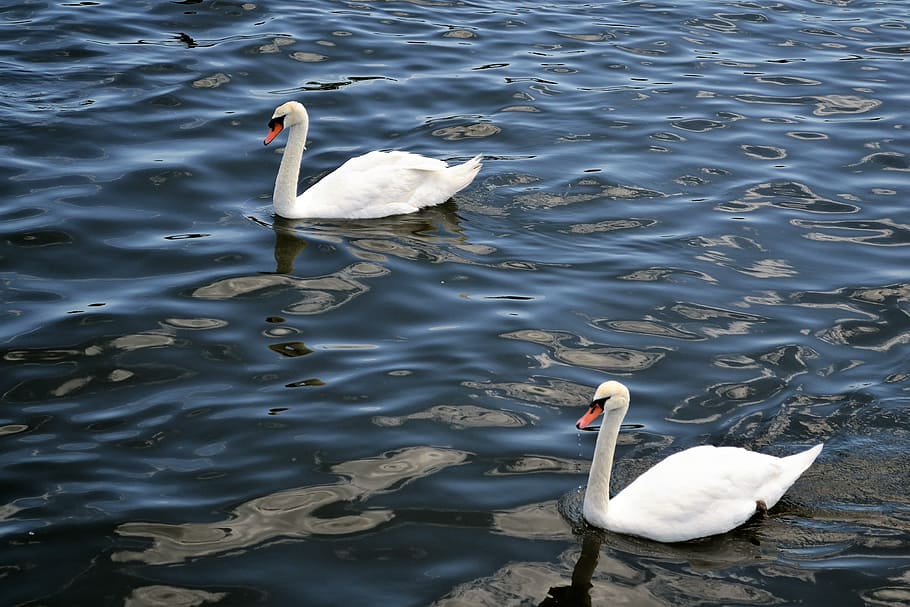 swans, river, lake, floating, birds, animals, swimming, swimmers, wildlife, elegant