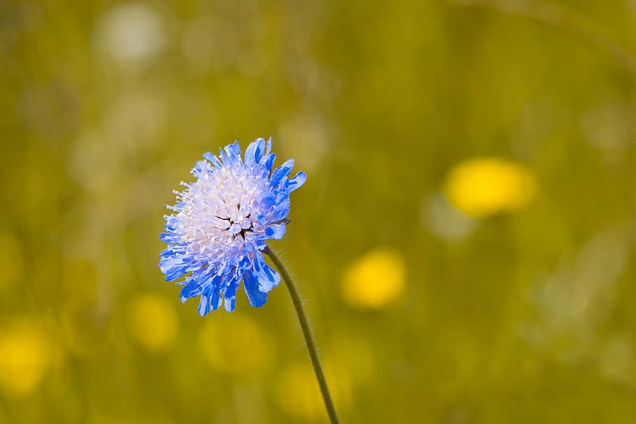 sordo-skabiose, scabiosa columbaria, caprifoliaceae, flor, azul, flor azul, azul wiesenblume, flor puntiaguda, planta, naturaleza
