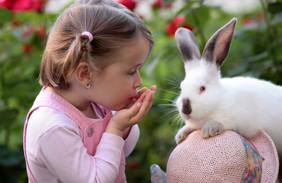 girl, wearing, pink, long-sleeved, shirt, standing, white, albino rabbit, long, rabbit