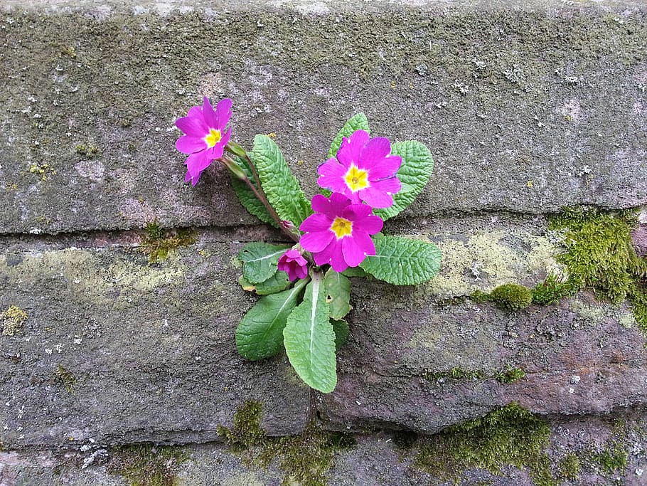 wallflower, primrose, wall, frugality, plant, flowering plant, flower, growth, beauty in nature, plant part