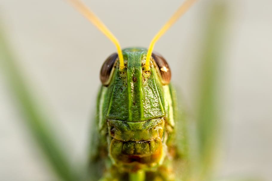 green, grasshopper, insect, outdoor, grass, blur, animal themes, one animal, animal, animal wildlife