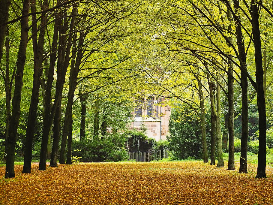house, surrounded, trees, park, avenue, away, nature, autumn, tree lined avenue, fall leaves