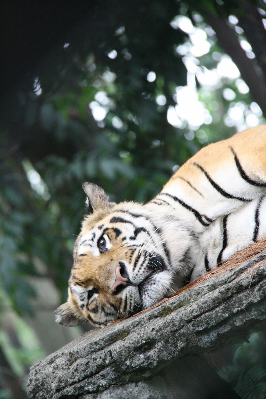 tiger, sleepy, big, cat, animal themes, animal, mammal, animal wildlife, one animal, big cat
