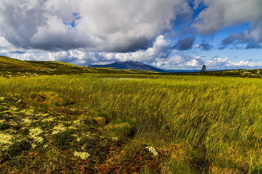mountain, heather, sky, clouds, summer, cloud - sky, plant, environment, scenics - nature, grass