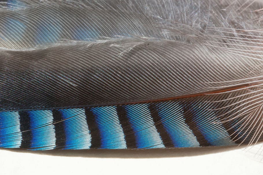 blue, black, feather, jay, garrulus glandarius, raven bird, bird, nature, animals, songbird