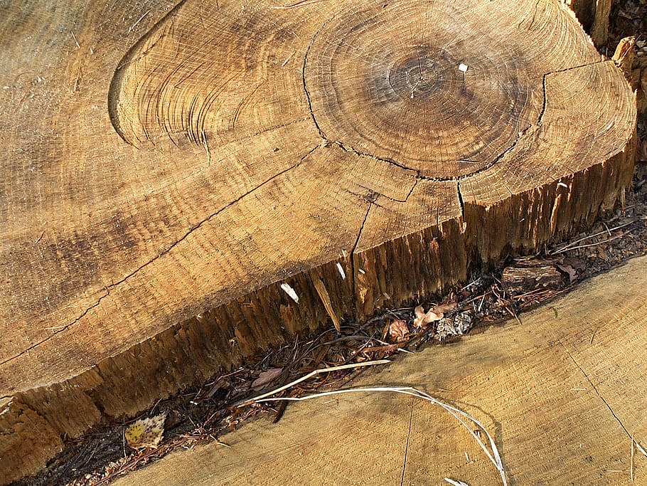 tocón, anillos, derrotado, madera, roble, Madera - material, árbol, texturado, corteza, anillo de árbol