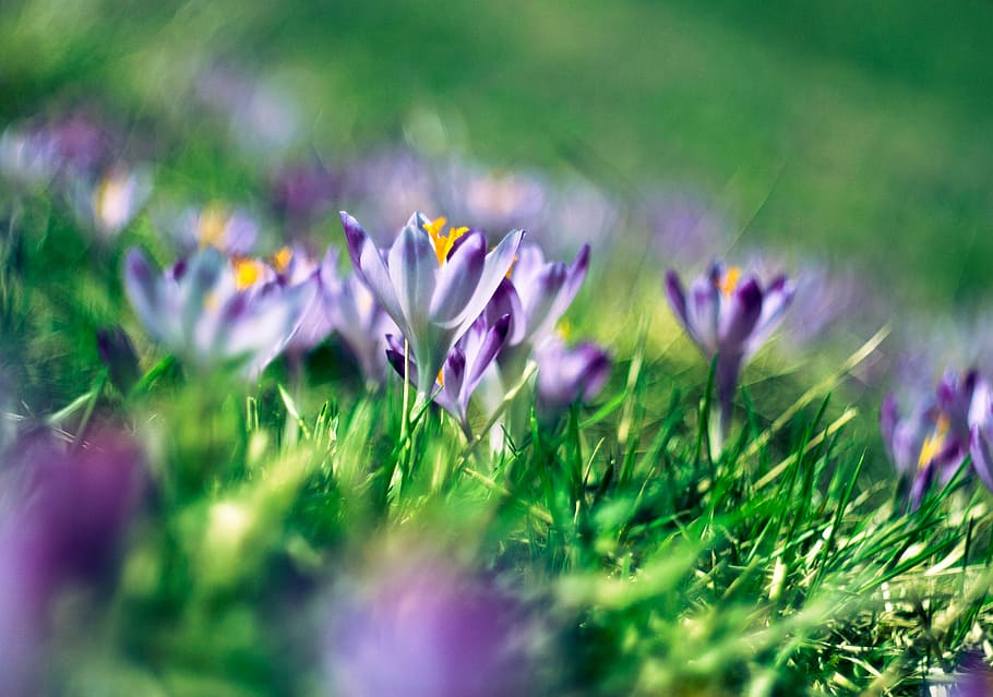 selectivo, foto de enfoque, púrpura, flor de pétalos, verde, hierba, pétalo, floración, naturaleza, al aire libre