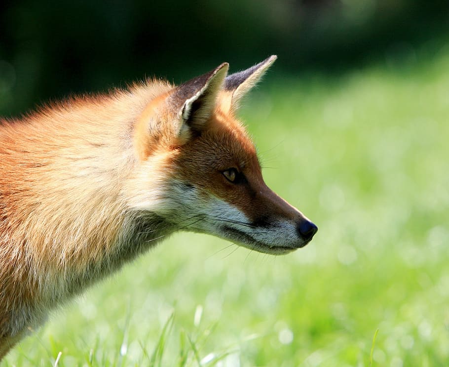 selective, focus photography, fox, red, animal, wild, wildlife, close-up, details, portrait