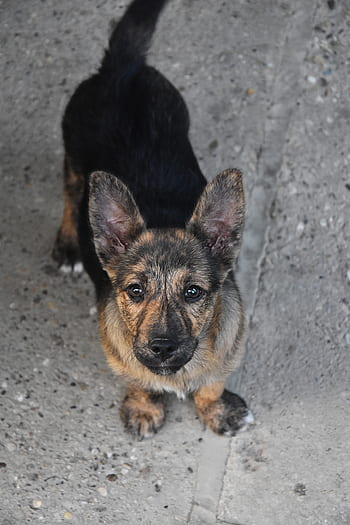 Página 21 - Fotos perros pastores libres de regalías - Pxfuel