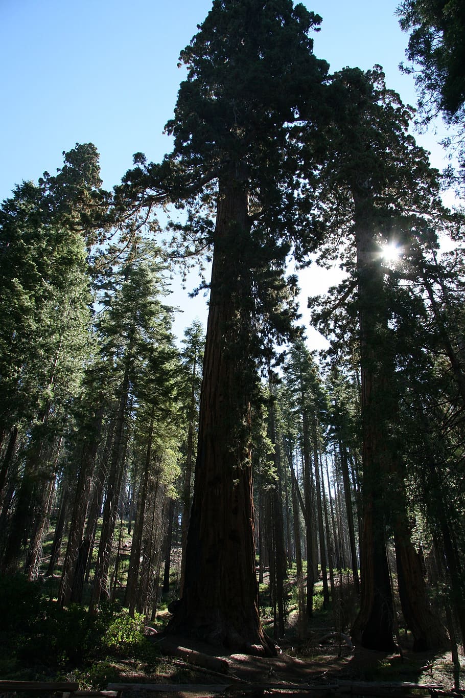 redwood, árvores, gigante, yosemite, parque, natural, nacional, alto, cênico, ambiente