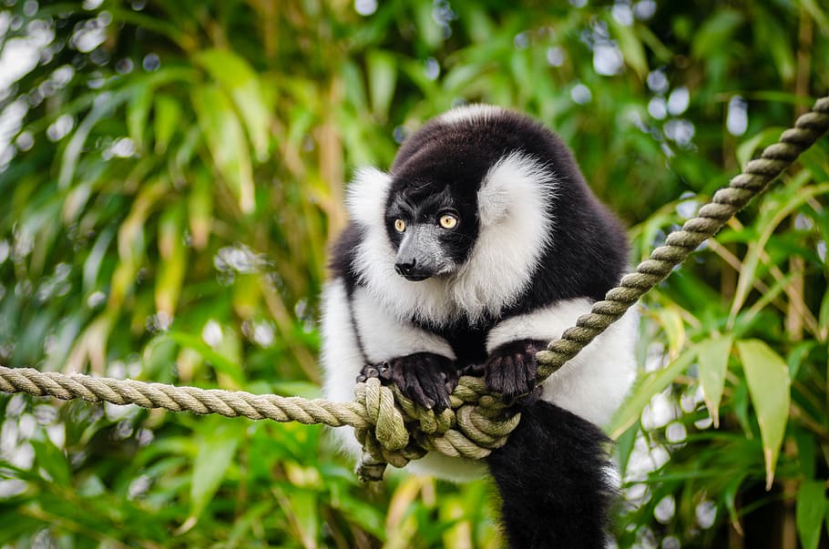 Black, white, Ruffed Lemur, animal, rope, animal themes, animal wildlife, one animal, animals in the wild, primate