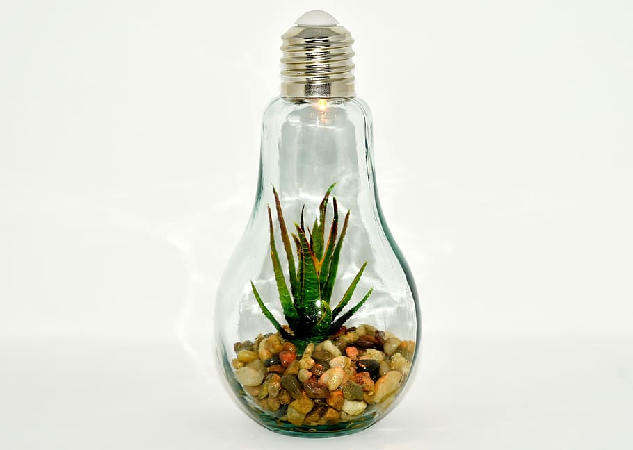 clear, glass bulb terrarium glass, light bulb, plant, stones, arrangement, lamp, decoration, glass, food and drink