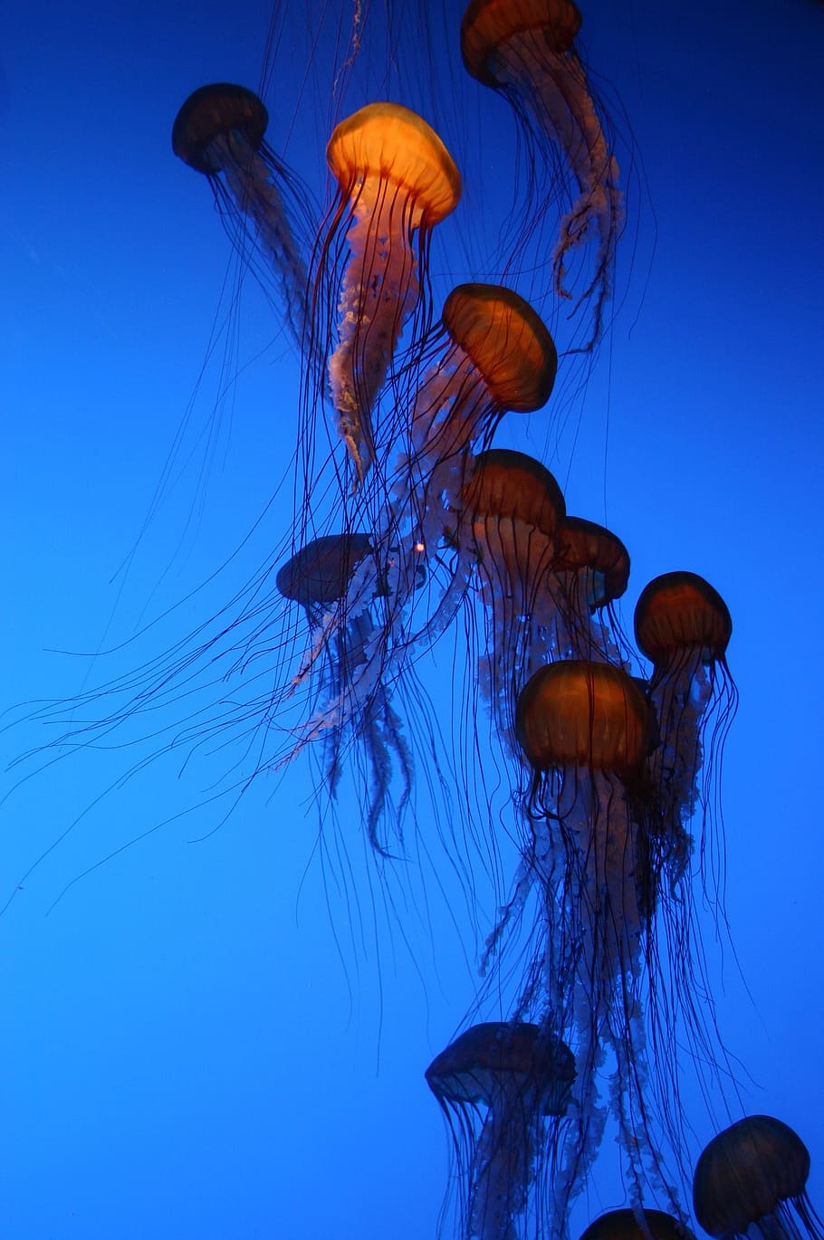 brown, jellyfish, swimming, water, jelly fish, aquarium, blue, fish tank, jellies, atlanta aquarium
