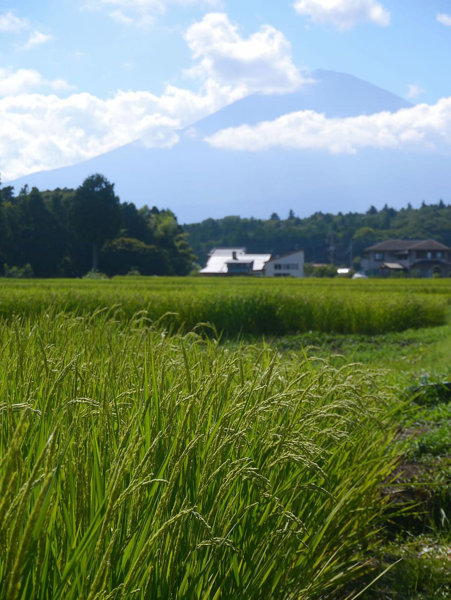 Rice, Cultivation, Ear, rice cultivation, ear of rice, green, yellow-green, paddy field, mt fuji, cloud
