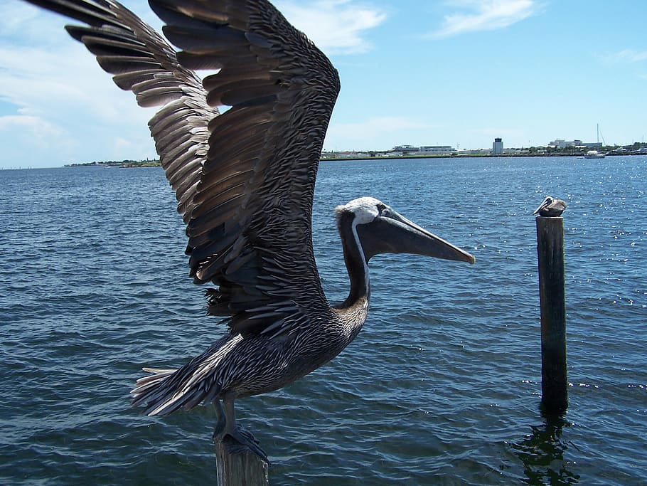 pelican, bird, dom, nature, blue, animal, water, animal wildlife, vertebrate, animals in the wild