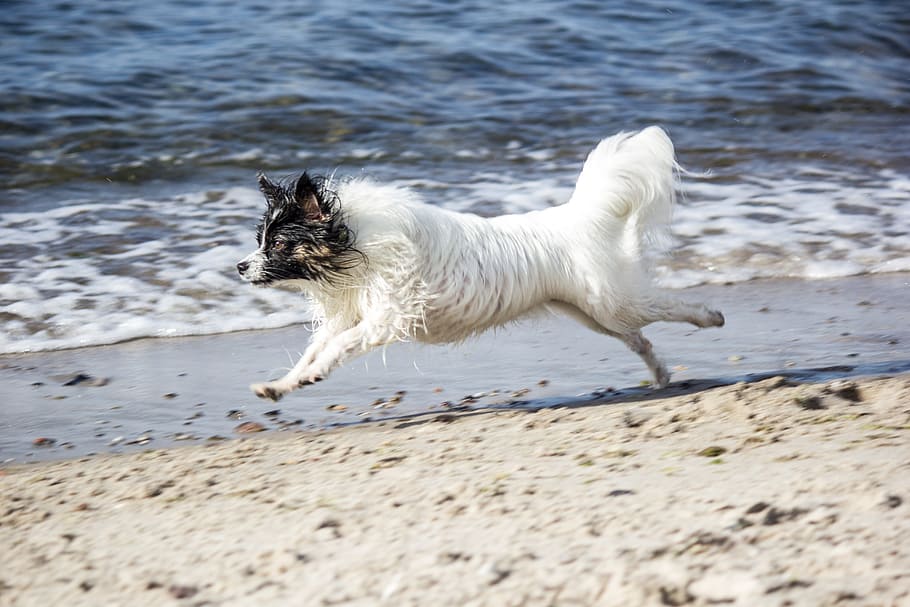 Running Dog, Beach, Papillon, Pet, perro pequeño, perro, mar, raza, mascotas, arena