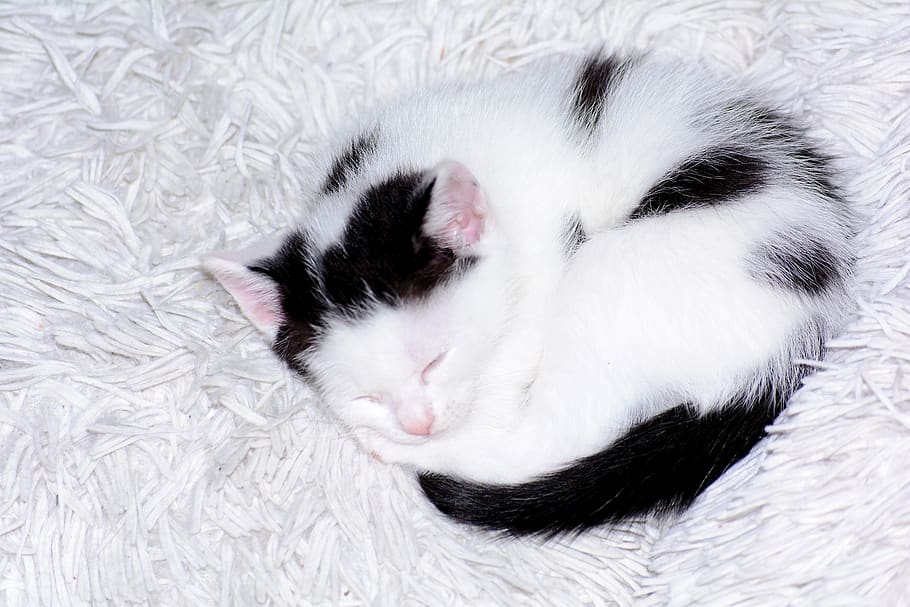 baby cat, cat baby, kitten, cat, black white, cute, sweet, young cat, snuggle, animal