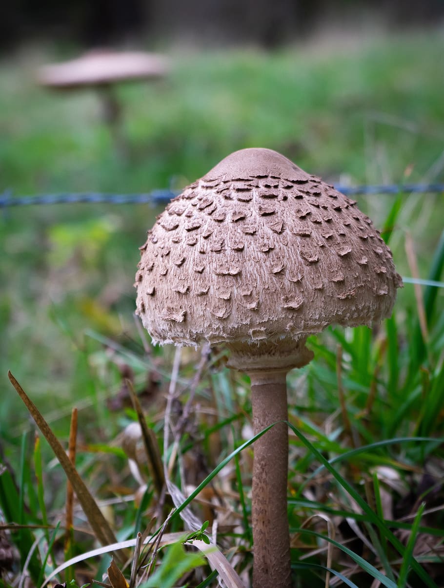parasol, mushroom, giant schirmling, screen fungus, boletes, giant screen fungus, mushroom time, edible, forest, mushroom hat