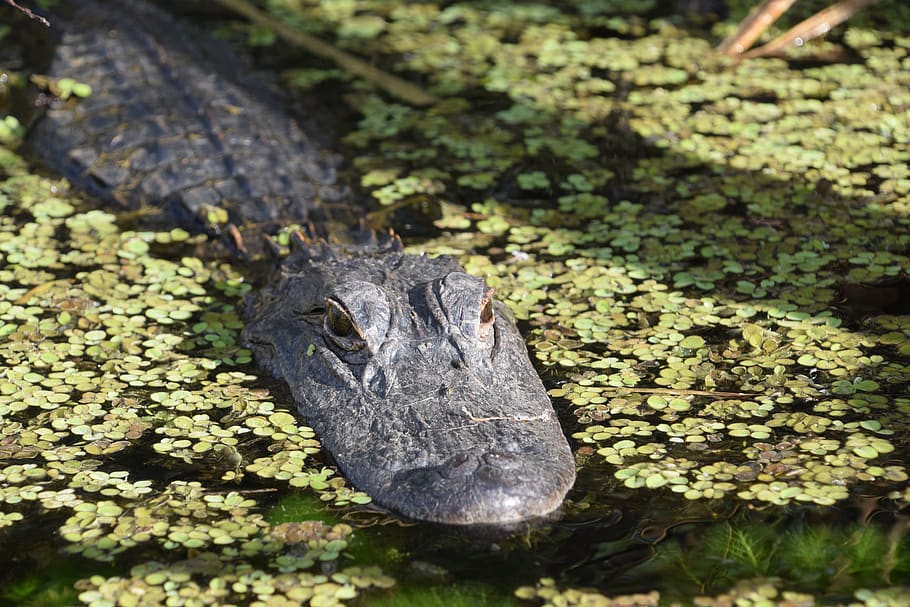 cocodrilo, en, Florida, Everglades, un animal, temas de animales, animal, fauna animal, animales en la naturaleza, vertebrados