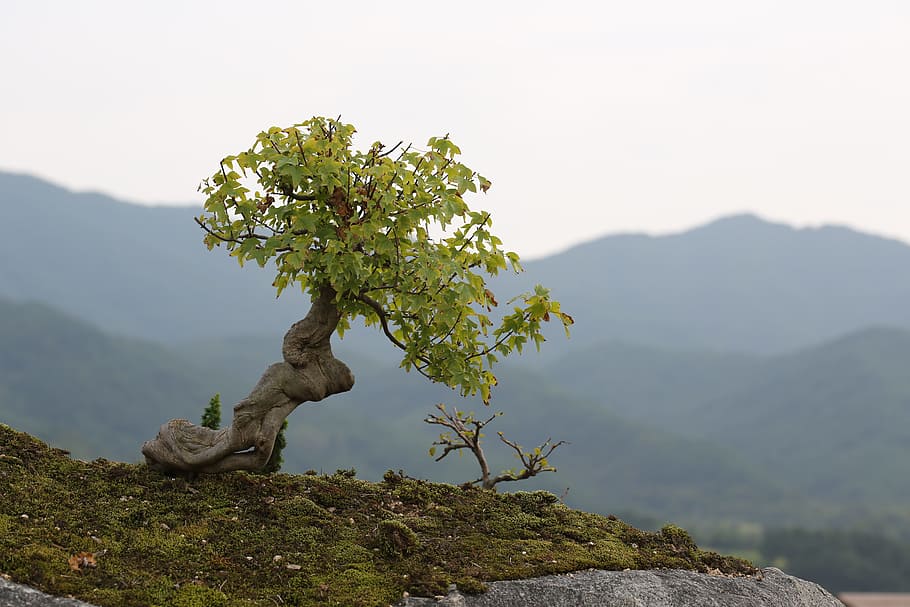 landscape photography, green, leafed, tree, bonsai, love park, gurye, plant, mountain, scenics - nature