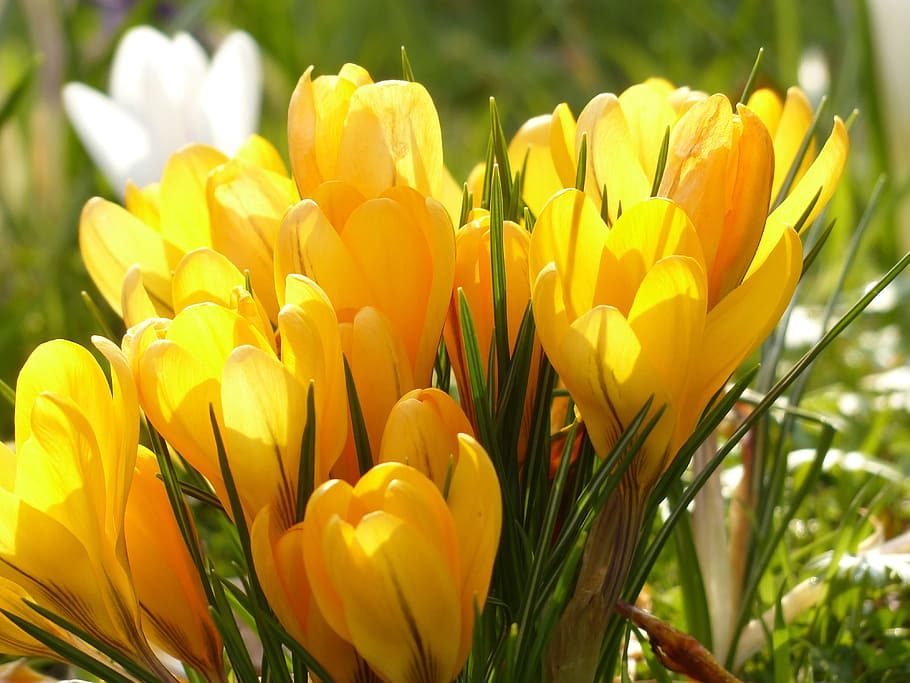 選択, フォーカス写真, 黄色, クロッカスの花, クロッカス, 白, 花, 植物, 自然, 春