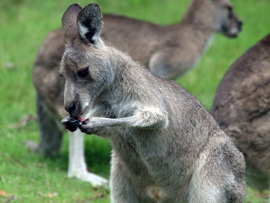 Canguru, roo, austrália, animais selvagens, marsupial, selvagem, natureza, bonito, cinza, mamífero