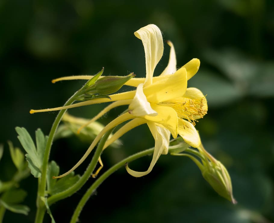 columbine, flower, yellow, close up, blossom, plant, petal, botanical, yellow flowers, macro
