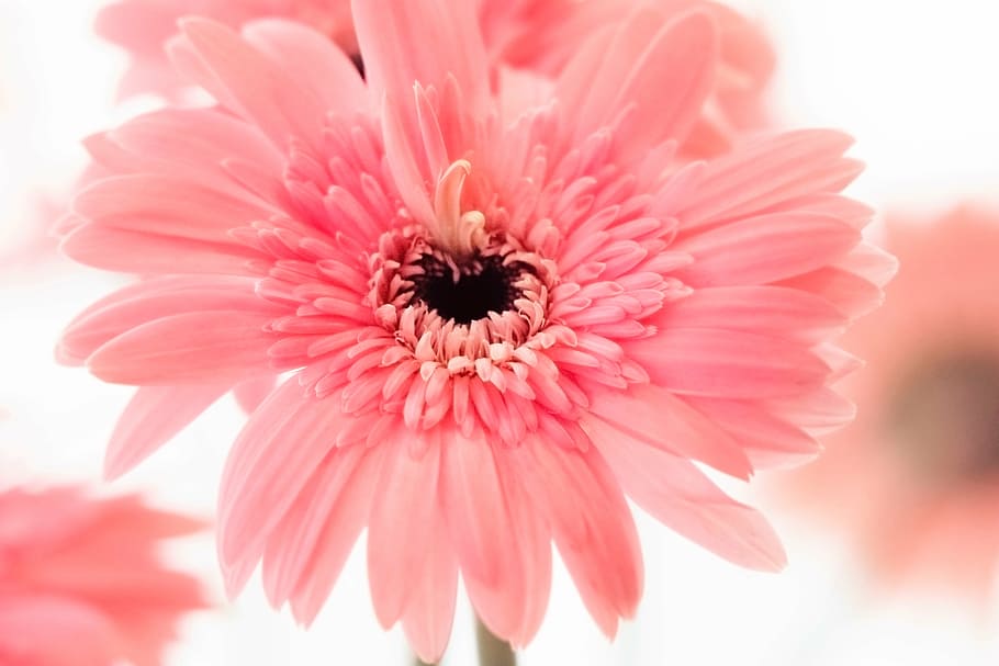 close-up, selektif, foto fokus, pink, bunga petaled, daun bunga, mekar, bunga, alam, daisy